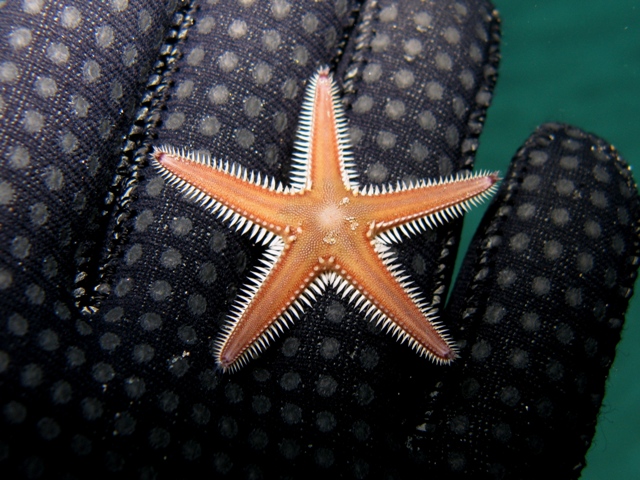 Astropecten bispinosus (Otto, 1823)